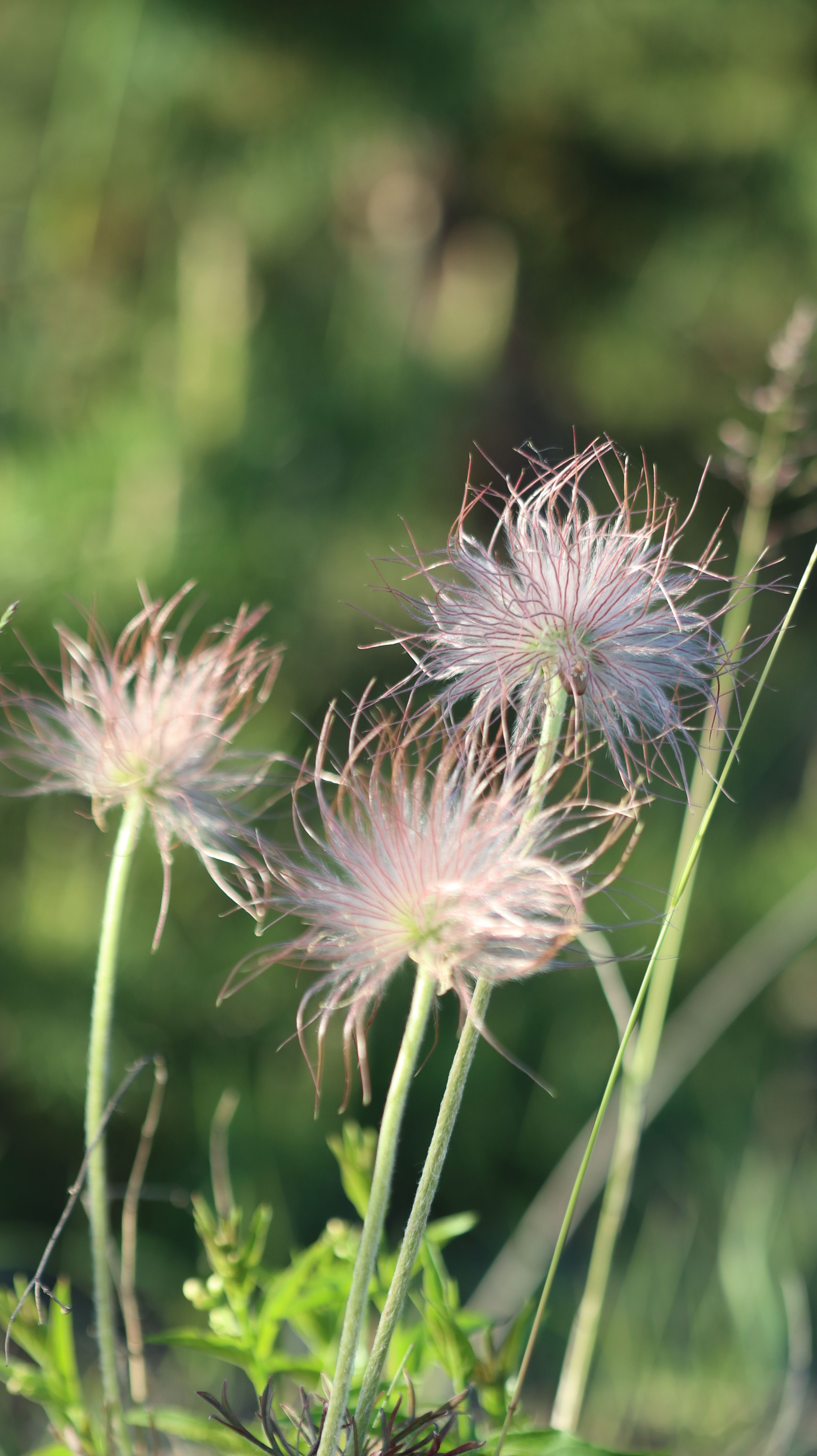 Fotomural Delicadas cabezas de semillas de Pulsatilla fotografiadas bajo la luz natural, mostrando su textura plumosa.