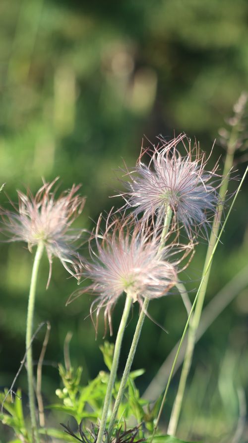 Free Delicate Pulsatilla seed heads photographed in natural sunlight, showcasing their feathery texture. Stock Photo