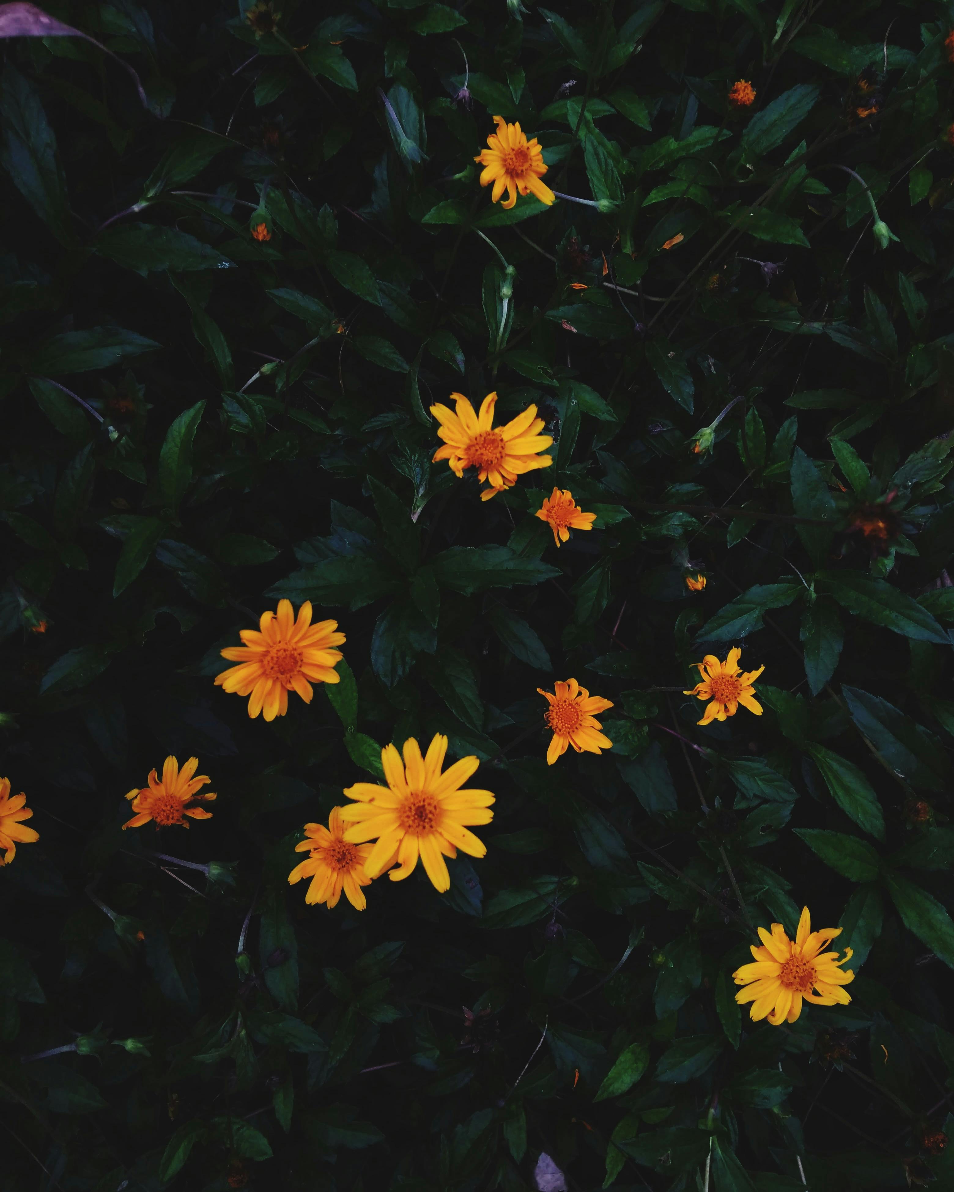 yellow wildflowers growing on green bush