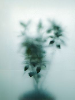 Abstract image of a plant's blurred silhouette seen through frosted glass.