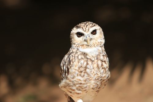 Free Stunning portrait of a burrowing owl in sunlight, highlighting its features. Stock Photo