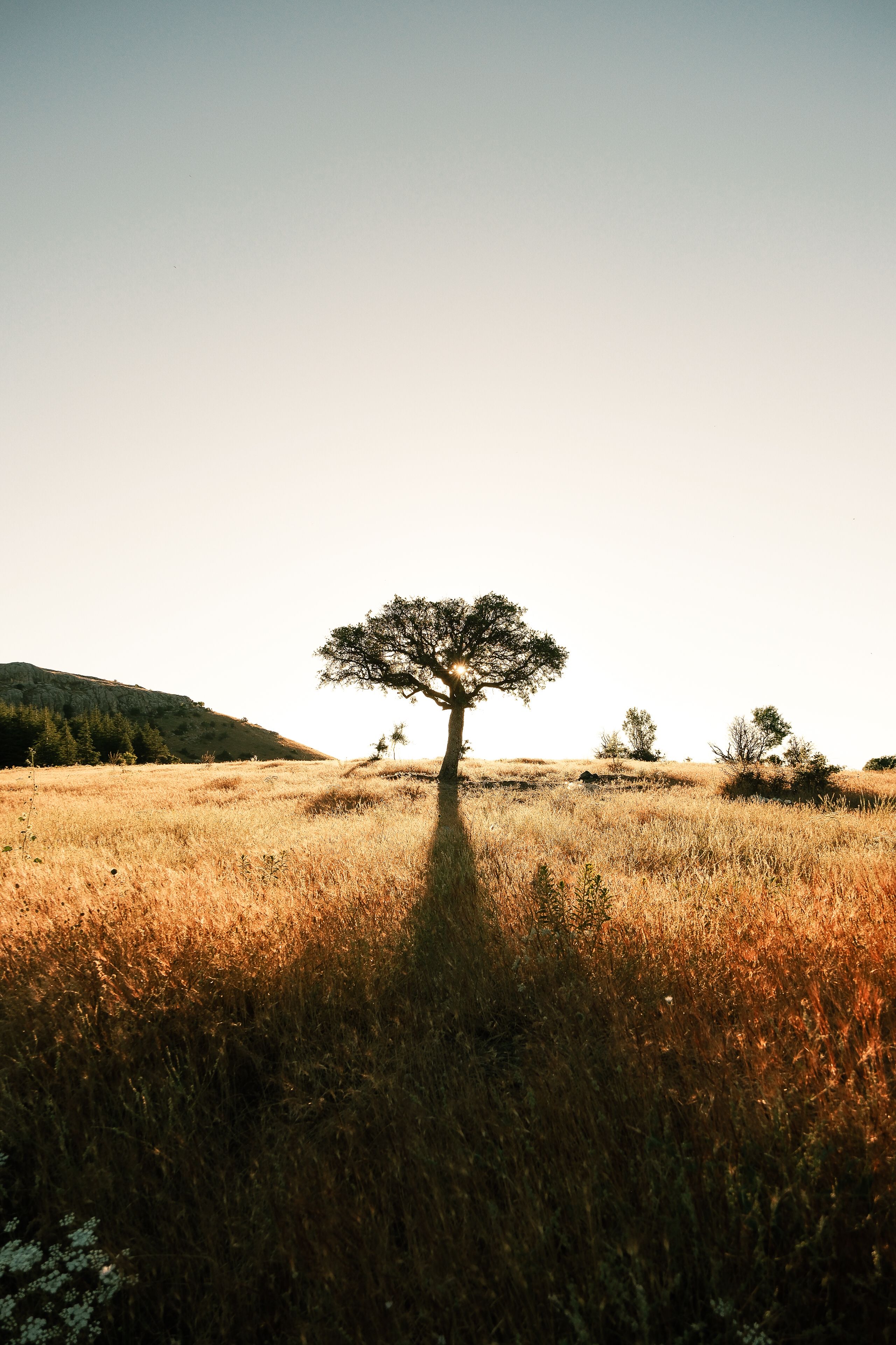 A solitary tree stands in a golden meadow at sunrise, casting a long shadow.