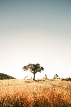 A solitary tree stands in a sunlit, golden field at sunrise, symbolizing tranquility and solitude.