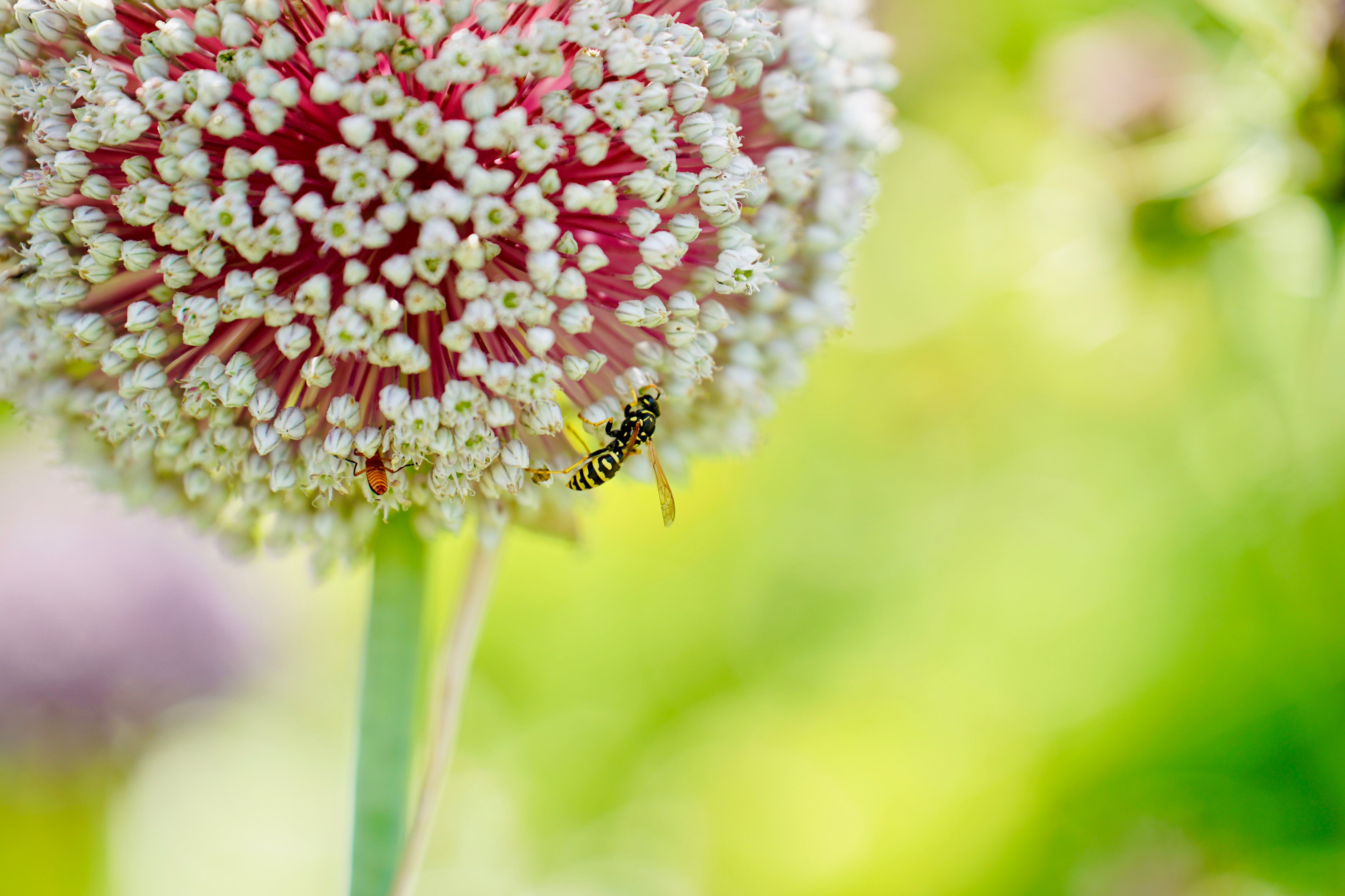 Close-up of a hoverfly on a vibrant Allium flower against a blurred green background.