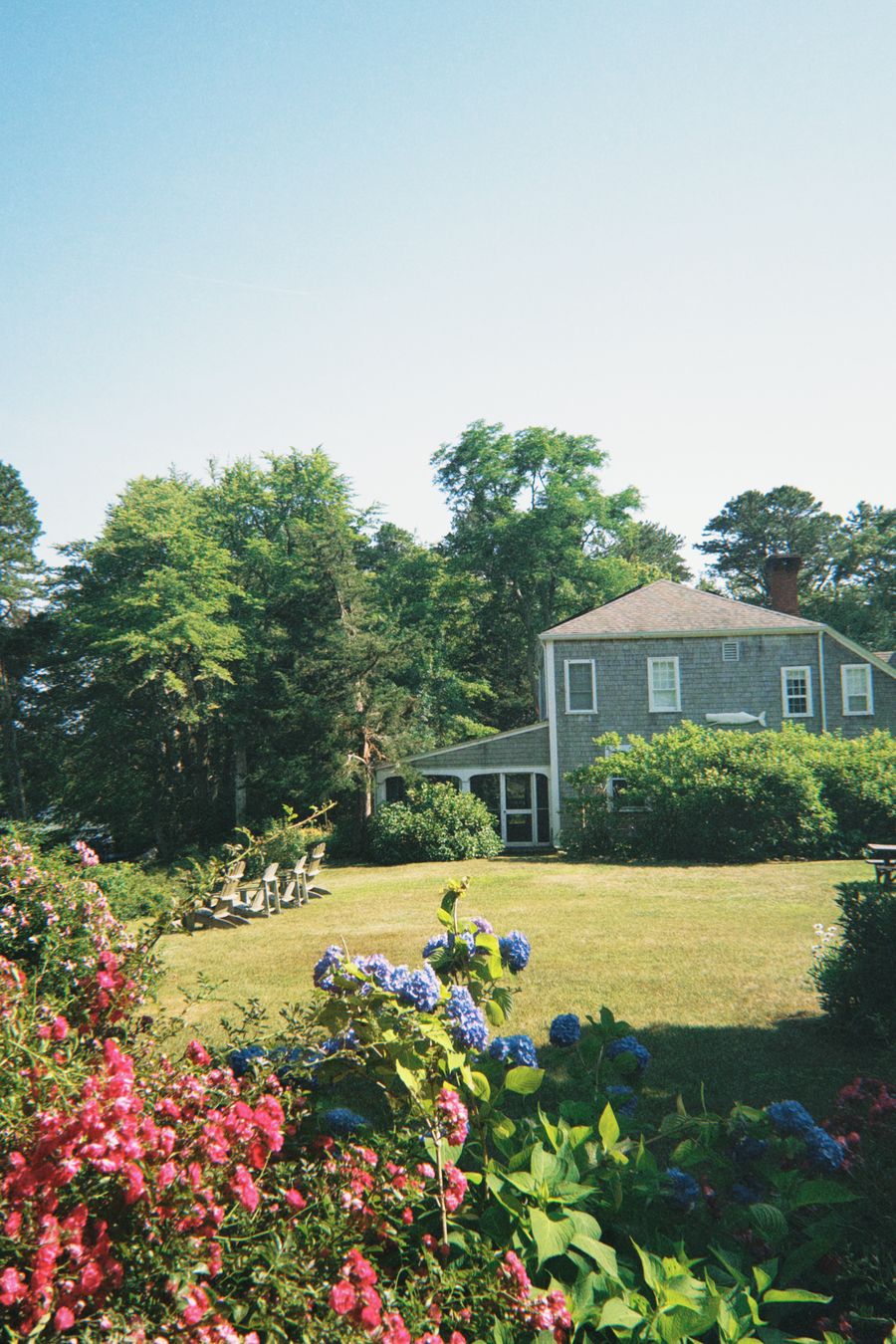 A lawn edged with blue hydrangeas and roses below a gray shingled cottage