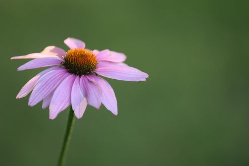 Free Vibrant purple coneflower stands out against a blurred green backdrop, capturing summer's essence. Stock Photo