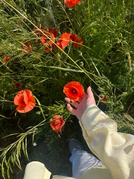 A person wearing a yellow shirt holds a vibrant red poppy flower in a sunny, grassy field.