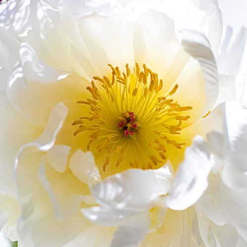 Free A detailed close-up of a white peony flower showcasing its vibrant yellow and pink stamen. Stock Photo