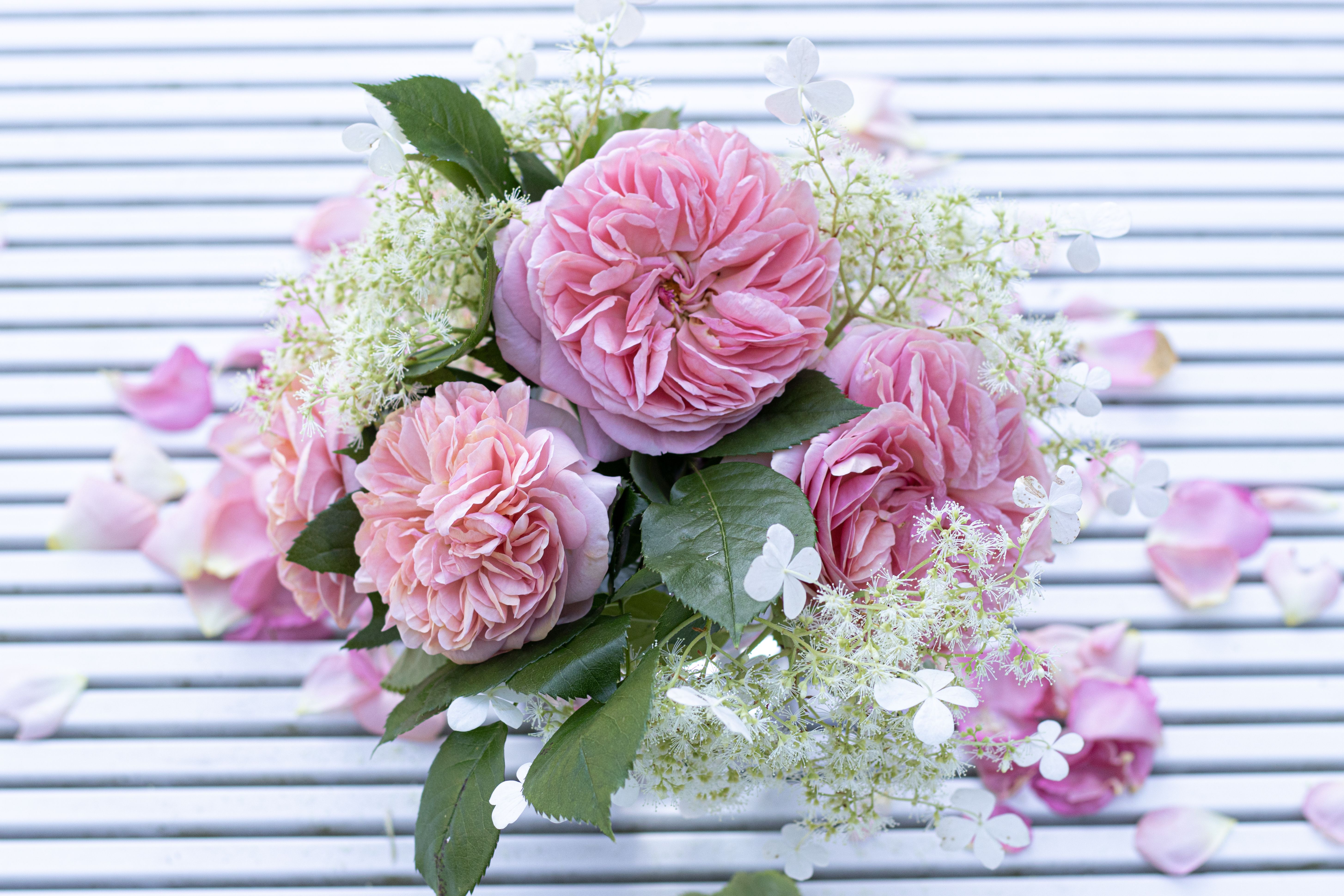 Red roses arranged in elegant composition