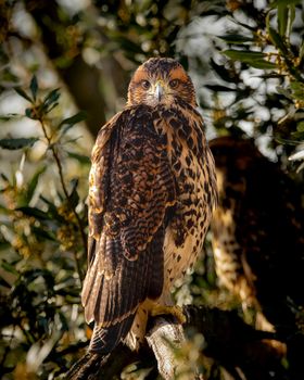 Close-up of a hawk perched on a branch in Necochea, Argentina.