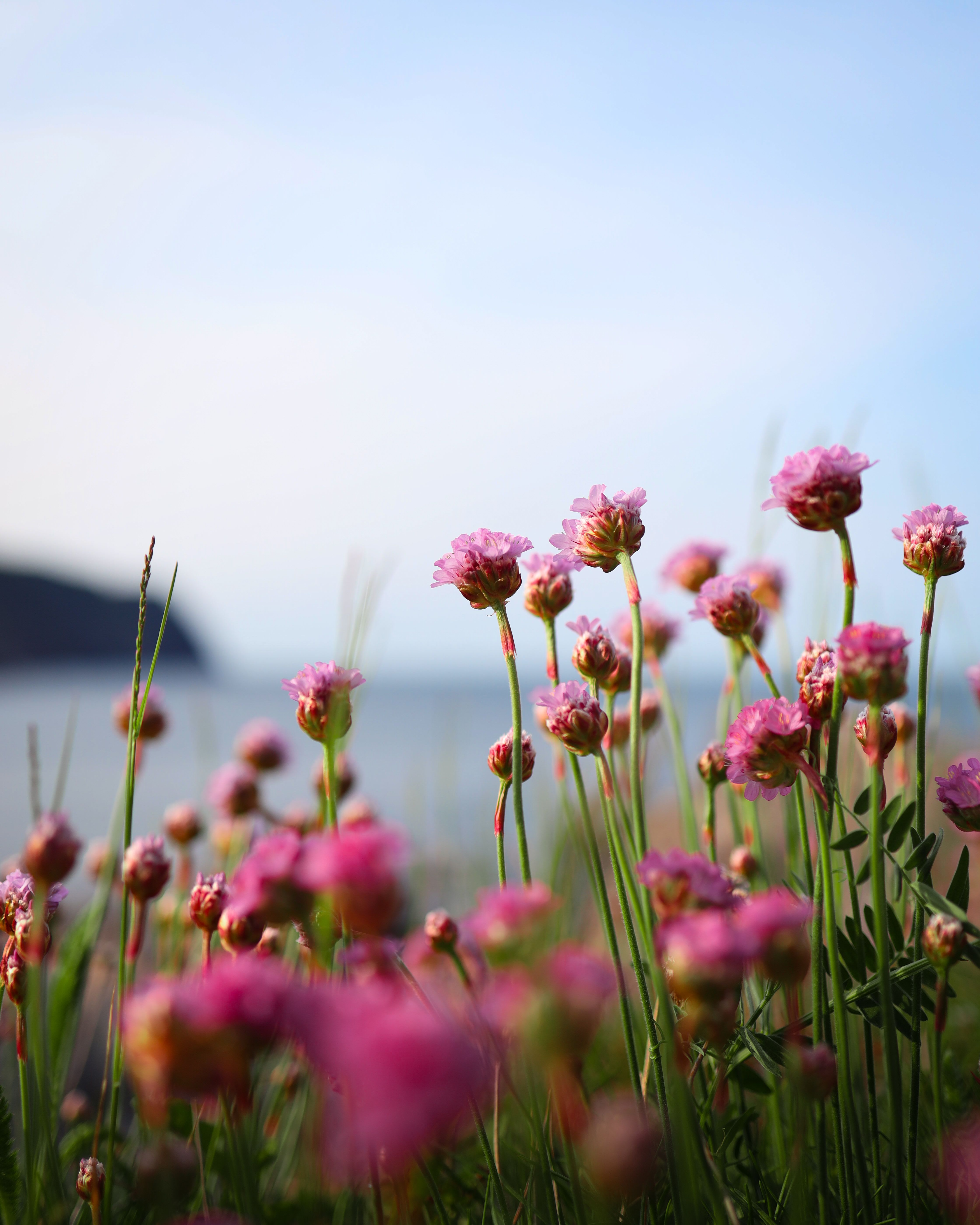 Vibrant pink flowers bloom near the sea, capturing a serene coastal spring scene.