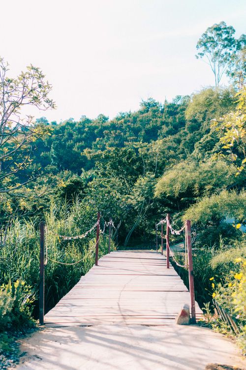 Free Peaceful wooden bridge pathway in a lush green forest setting under a clear sky. Stock Photo