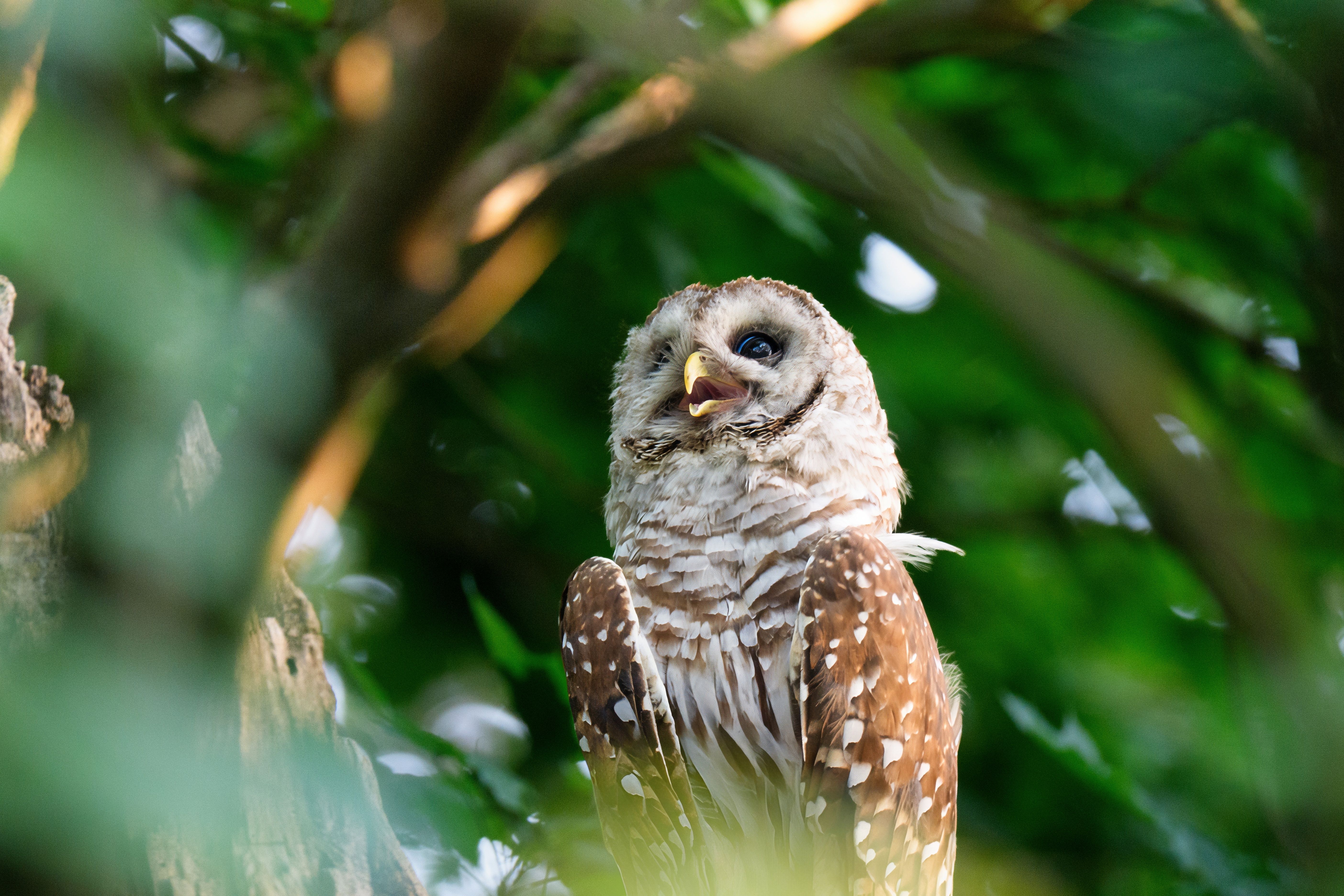 A barred owl sits alertly on a branch amidst lush green foliage in Darien, Connecticut.