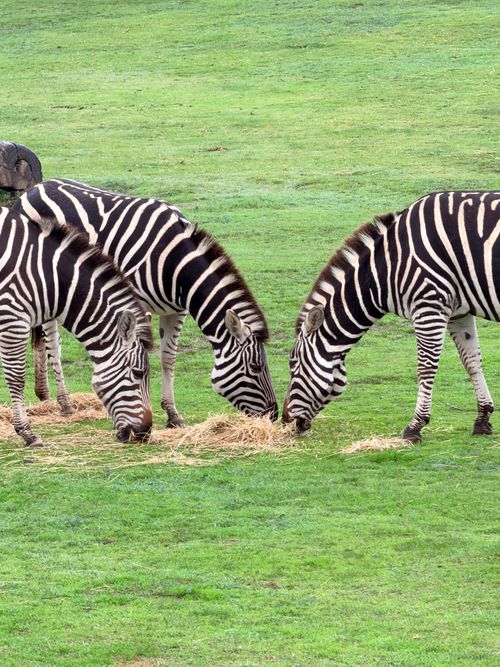 Free Two zebras grazing together on a green field with abundant grass, showcasing their distinctive stripes. Stock Photo