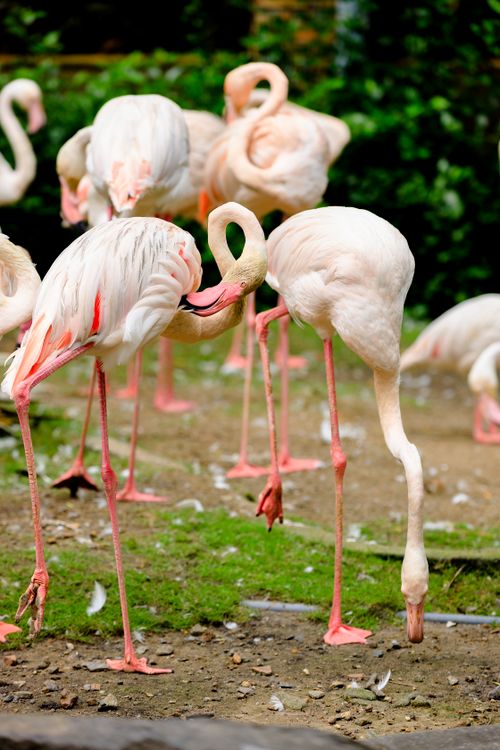 Free Elegant flamingos feeding and interacting in a lush outdoor setting. Stock Photo