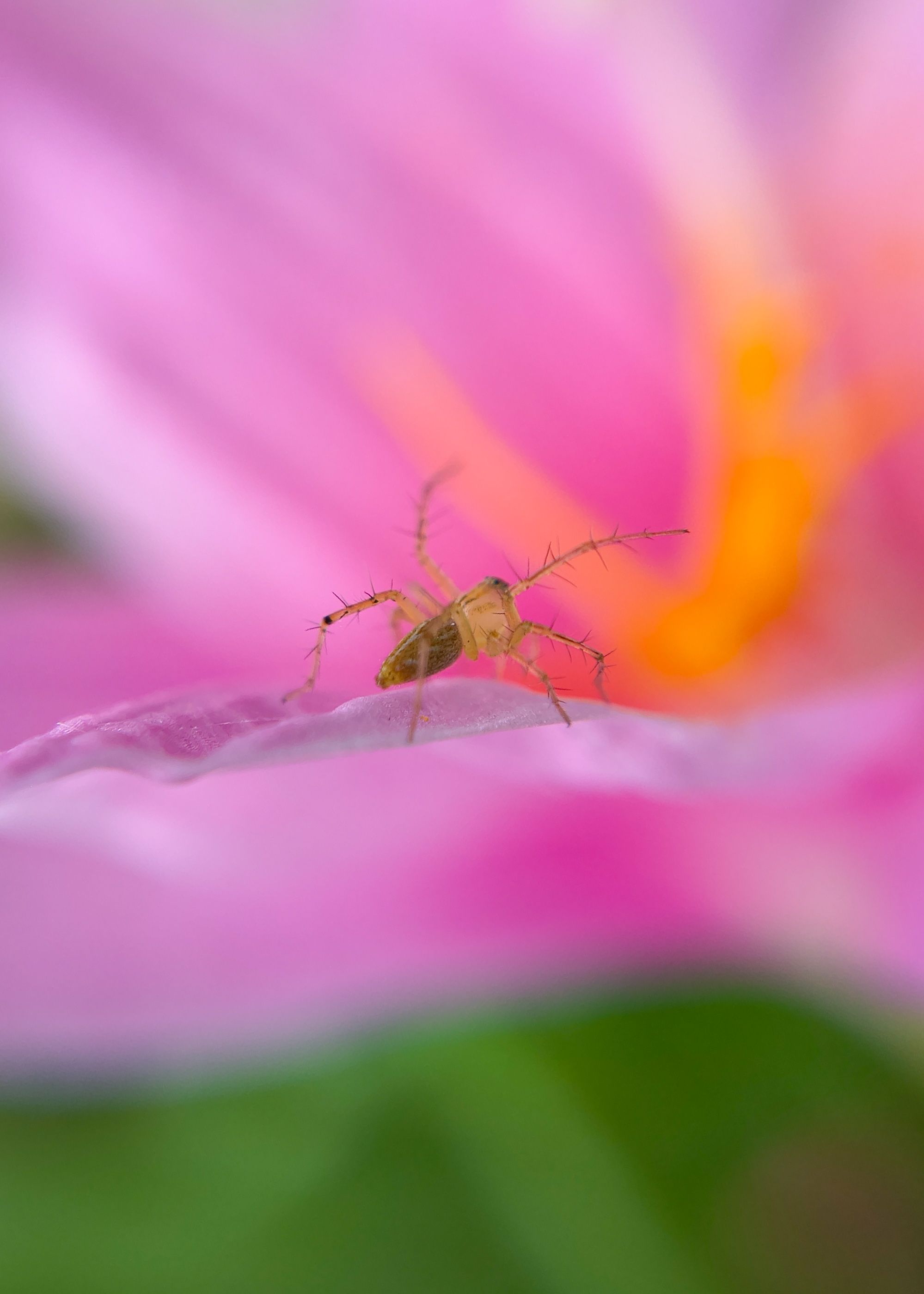Macro shot of insect perched on a vivid pink flower petal with blurred natural background.