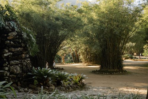 Free Relaxing scene in a botanical garden with lush bamboo trees and natural surroundings. Stock Photo