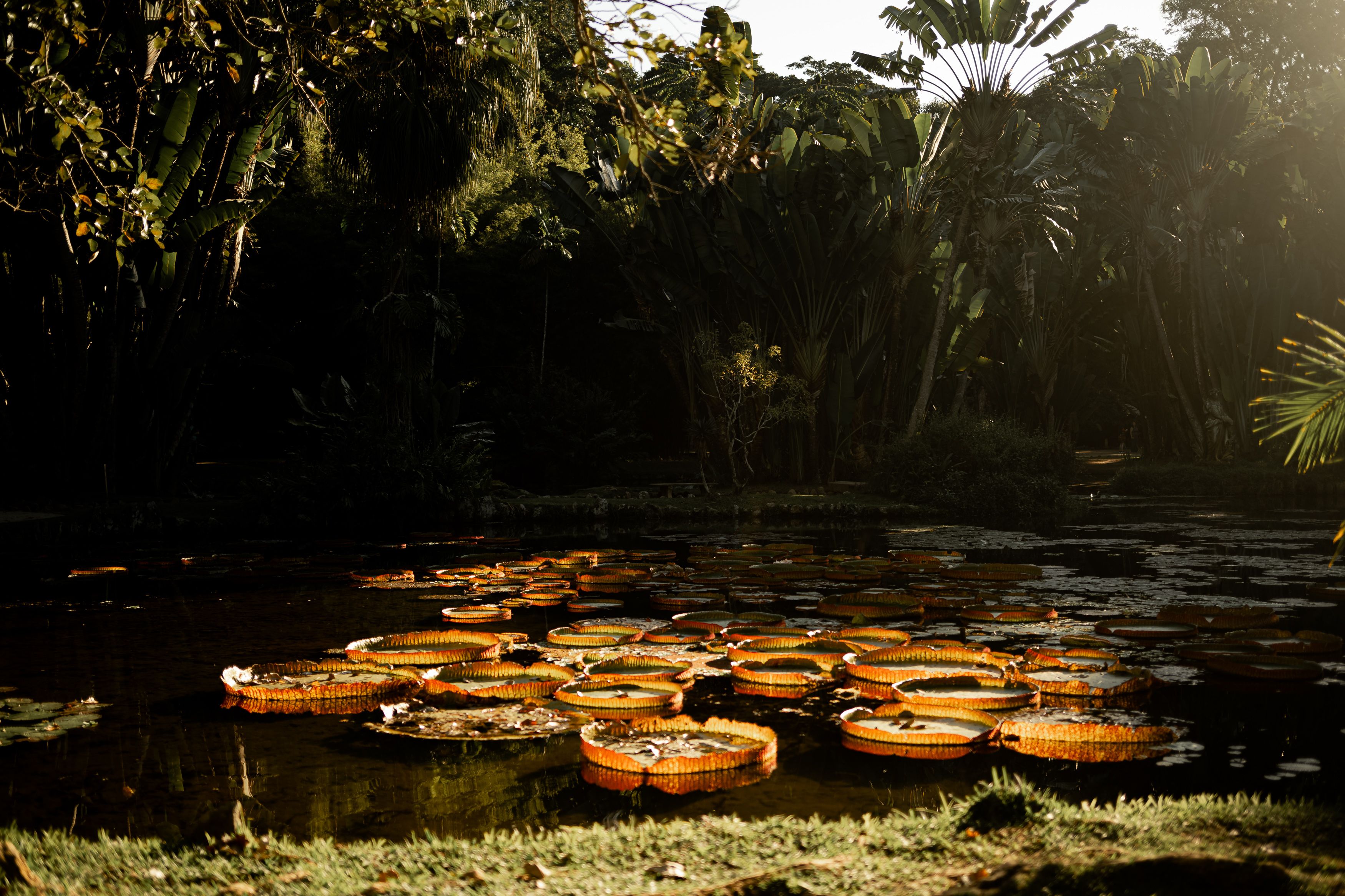A serene pond filled with vibrant lotus leaves in a lush botanical garden setting.