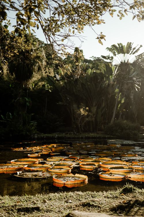Free Explore a tranquil lily pond surrounded by lush tropical foliage in a peaceful botanical garden setting. Stock Photo