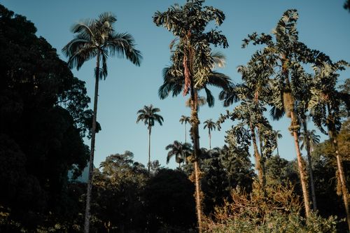 Free A serene view of tall palm trees against a clear blue sky in a tropical botanical garden, capturing nature's beauty. Stock Photo