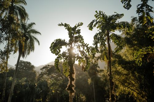 Free A tranquil view of a tropical forest with sun peeking through the trees, capturing the essence of nature at sunrise. Stock Photo