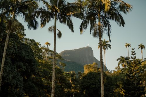 Free Stunning view of Christ the Redeemer statue through palm trees in a lush botanical garden setting. Stock Photo