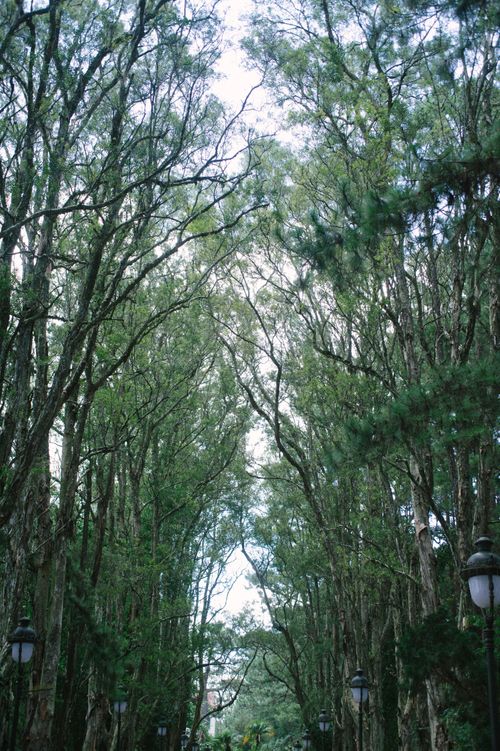 Free A tranquil walkway lined with towering cypress trees in a lush green forest scene. Stock Photo