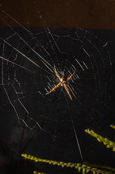 在农村的夜空中，蜘蛛从蜘蛛网下面挂在绿色植物附近