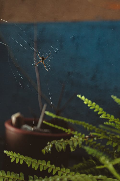 緑の植物の上にぶら下がっているクモの巣