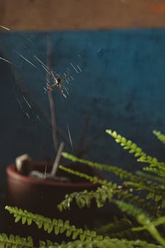 一只蜘蛛在背景模糊的室内绿色树叶中织网