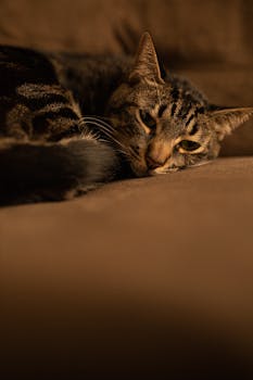 可爱的龙李猫懒洋洋地躺在舒适的沙发上，在家放松