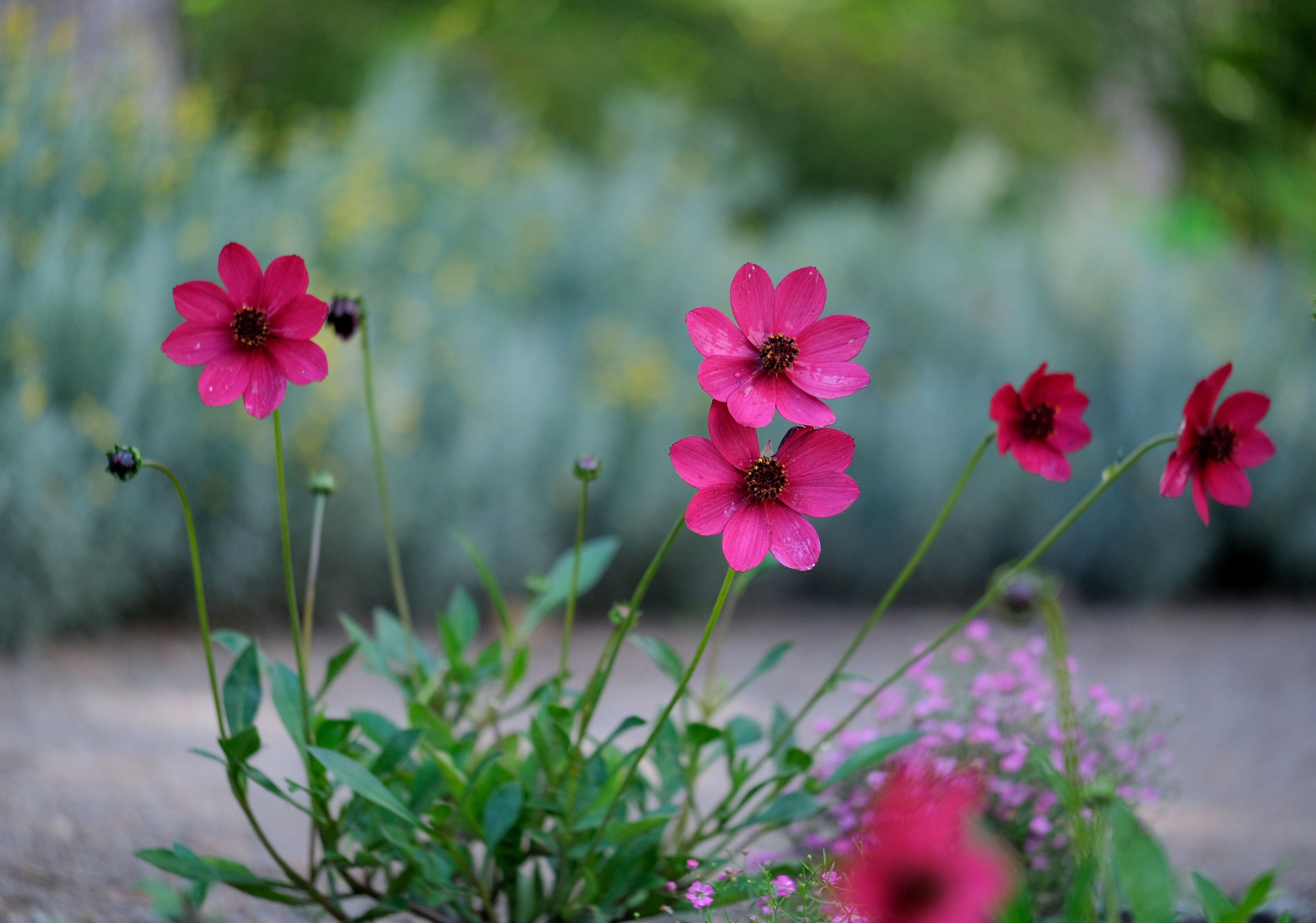 [ColoSach]-beautiful-pink-cosmos-flowers-in-a-garden-setting,-showcasing-vibrant-blooms-and-lush-greenery.