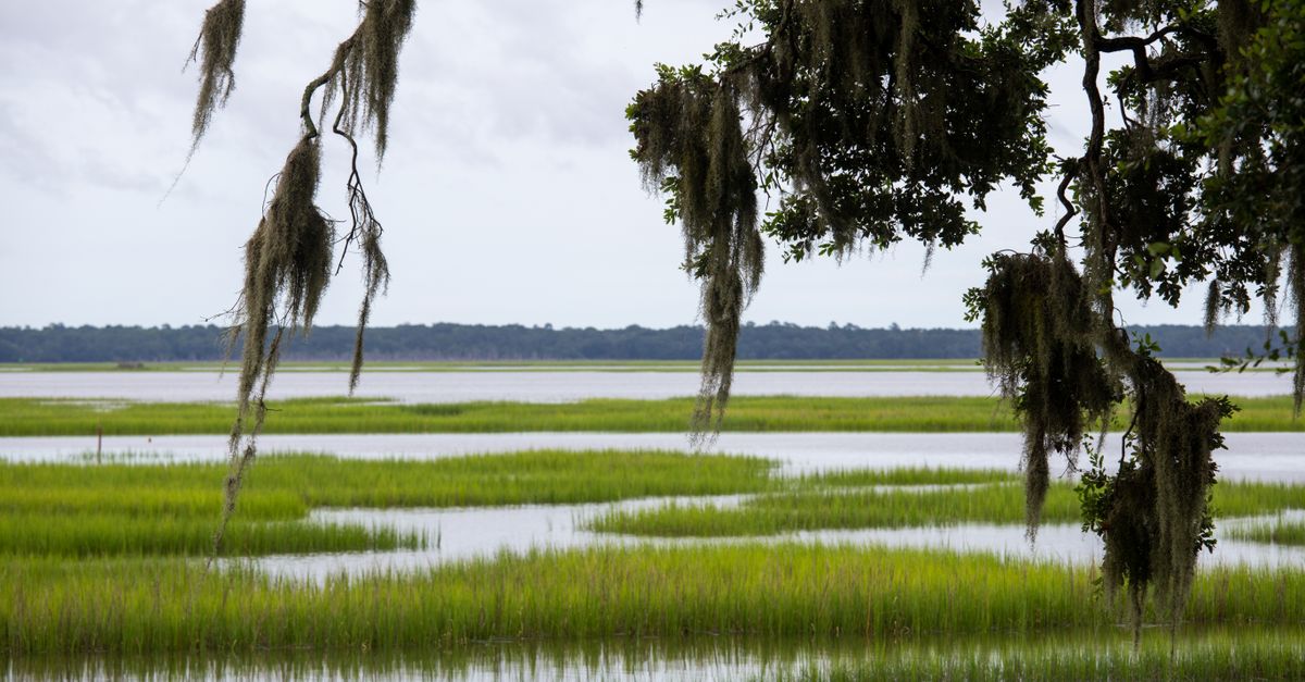 Tranquil view of a grassy marsh with Spanish moss draping from trees, a perfect natural escape.
