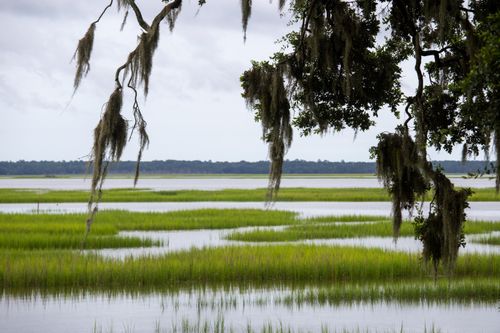 Free Tranquil view of a grassy marsh with Spanish moss draping from trees, a perfect natural escape. Stock Photo