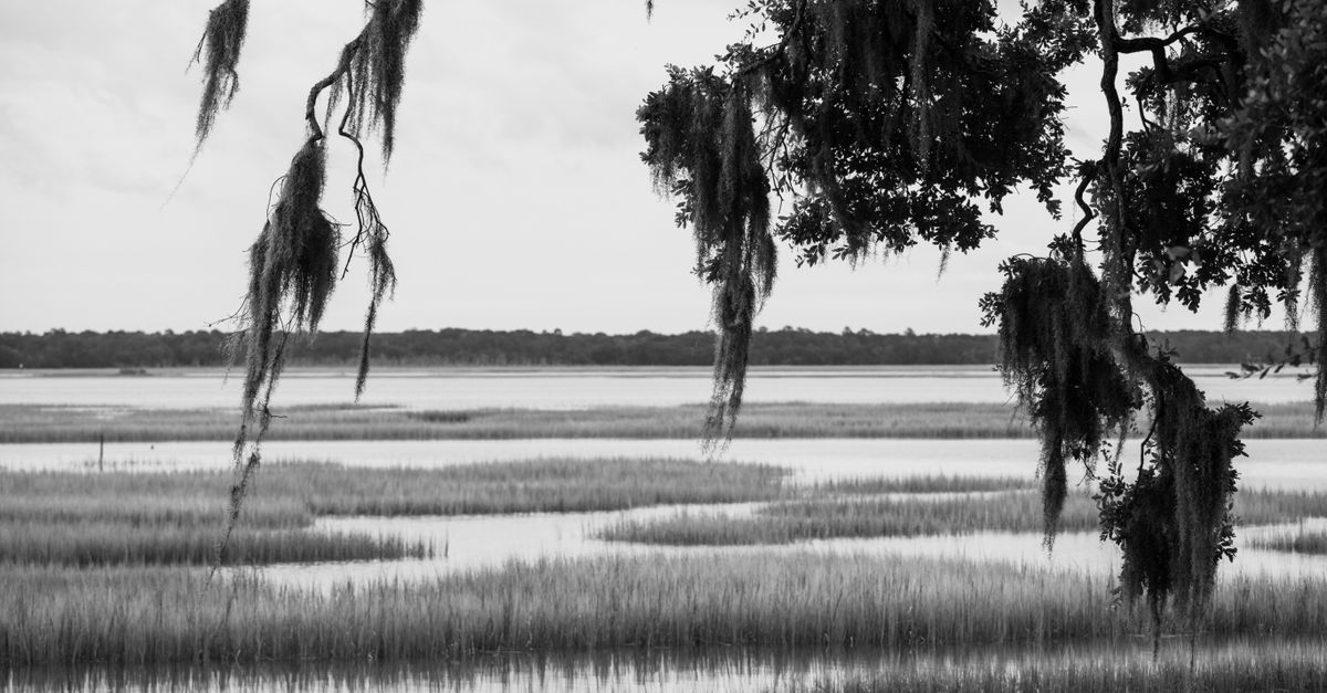Black and white image of tranquil marshlands with hanging Spanish moss and calm water reflections.