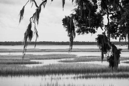 Free Black and white image of tranquil marshlands with hanging Spanish moss and calm water reflections. Stock Photo