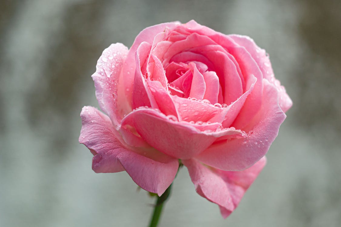 Free Pink Rose In Bloom Stock Photo