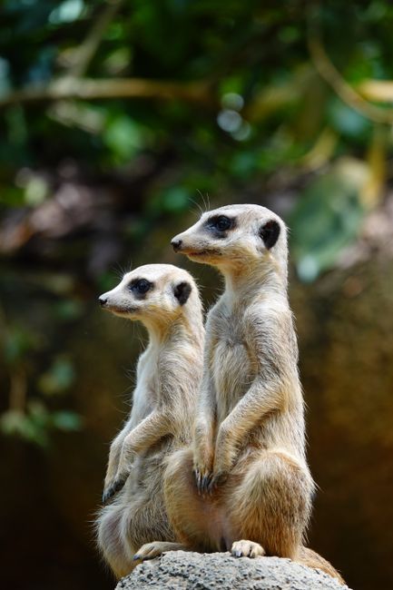 Two meerkats standing vigilant on a rock, showcasing their typical alert behavior in a natural setting.