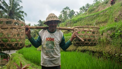 Free A farmer in Bali carrying crops in traditional baskets through vibrant rice fields. Stock Photo