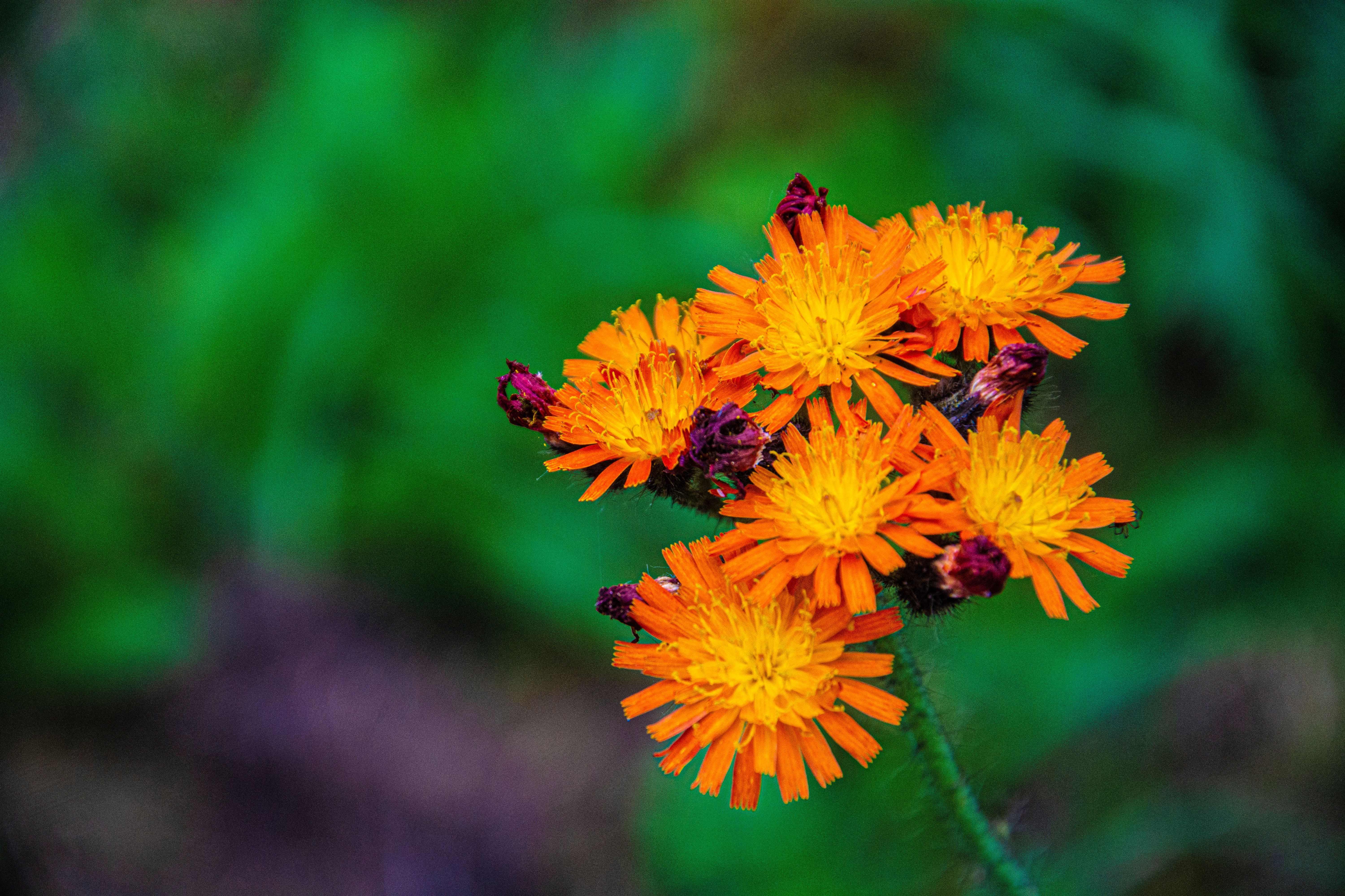 [ColoSach]-close-up-of-vibrant-orange-hawkweed-flowers-with-green-leafy-background,-showcasing-natural-beauty.