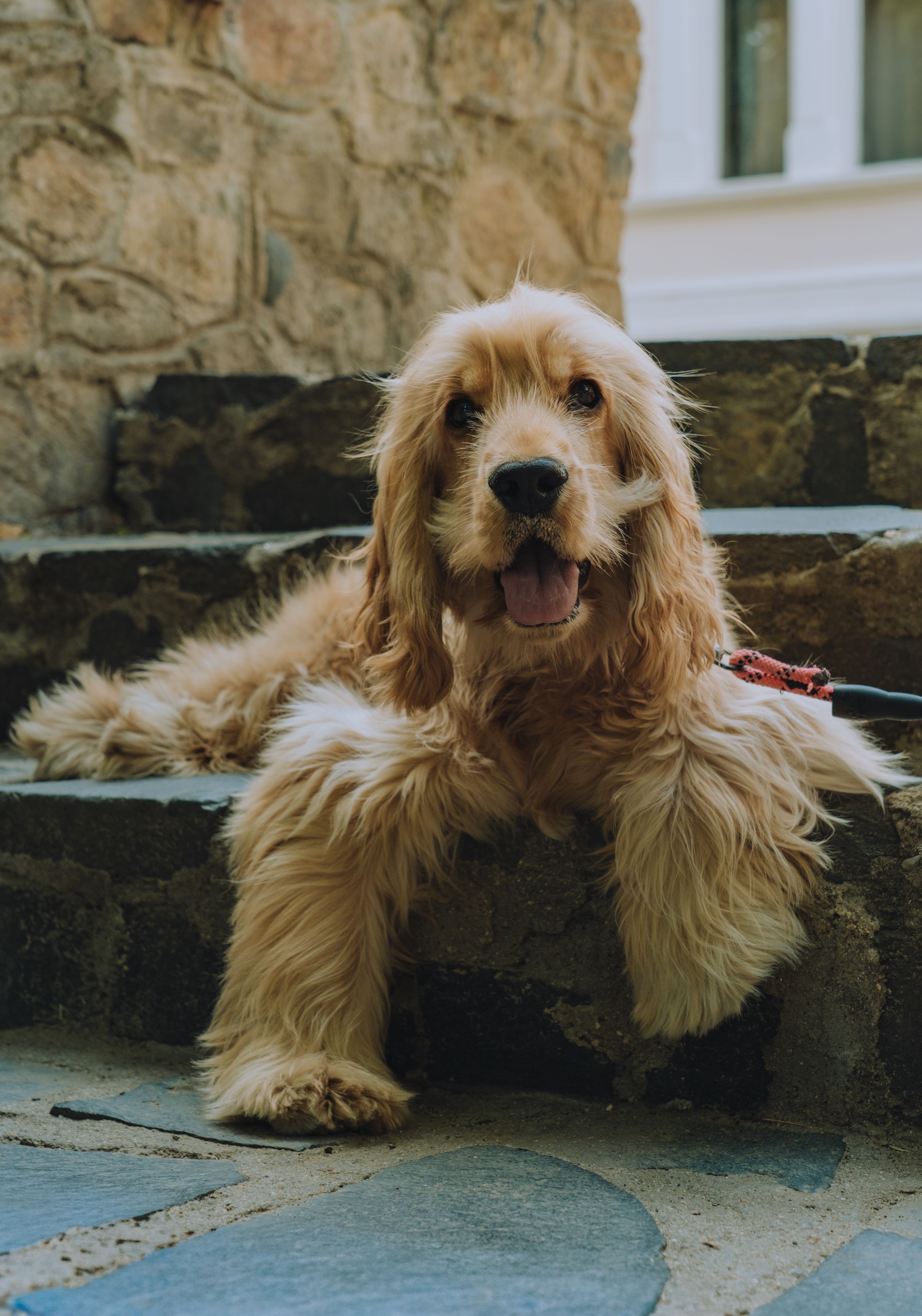 Adorable Cocker Spaniel resting on stone steps showcasing its fluffy coat in a rustic setting.