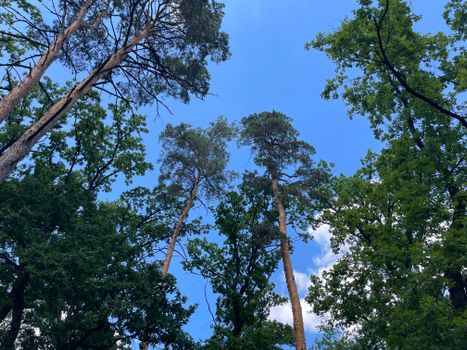 Upward view of tall pine trees set against a clear summer sky, exuding tranquility and nature's beauty.
