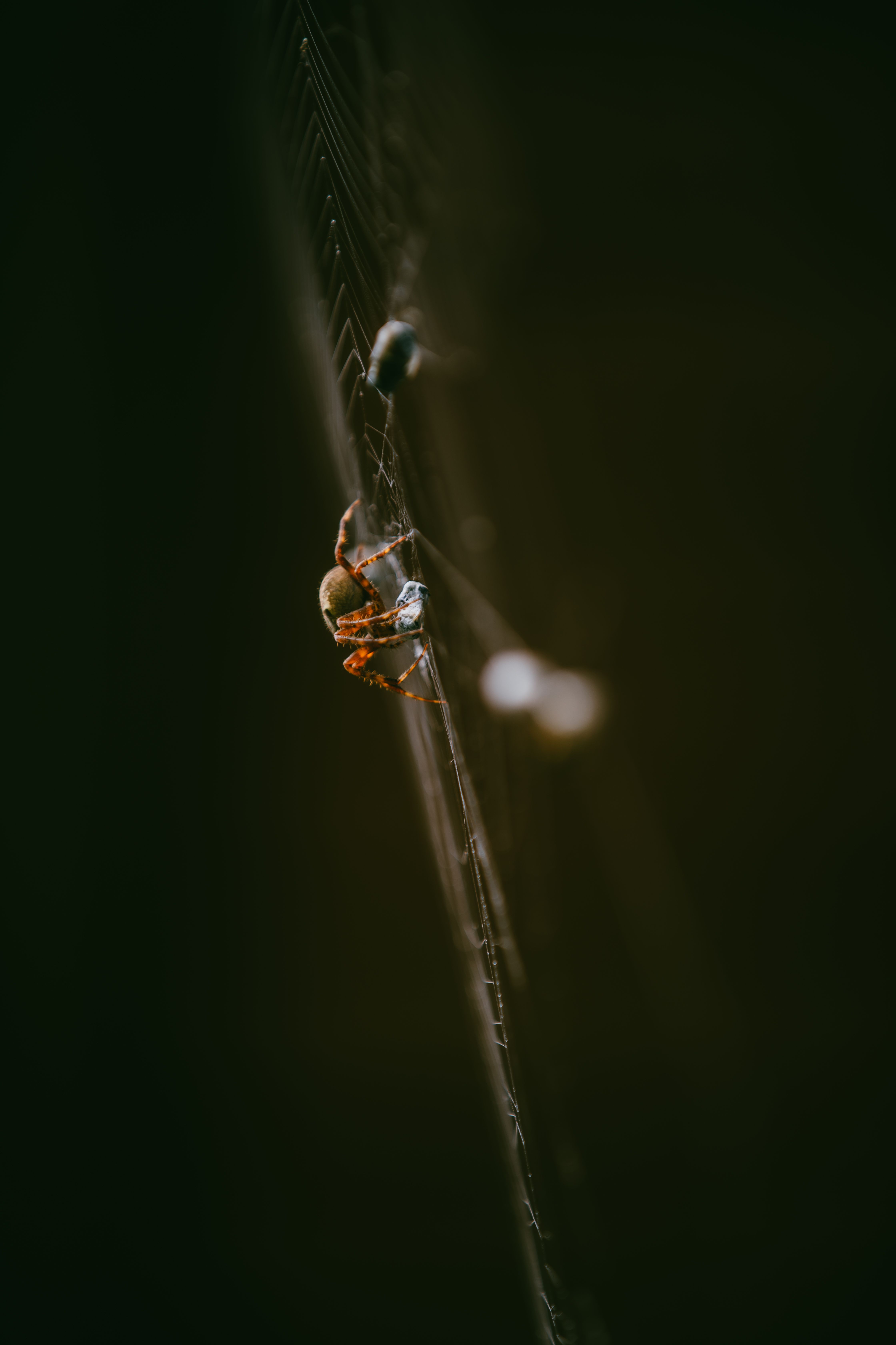 Detailed macro shot of a spider weaving its web in a dark and moody atmosphere.