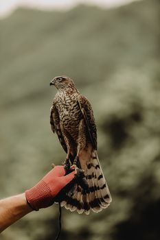 A falcon with intricate plumage perched on a gloved hand, set against a blurred natural backdrop.