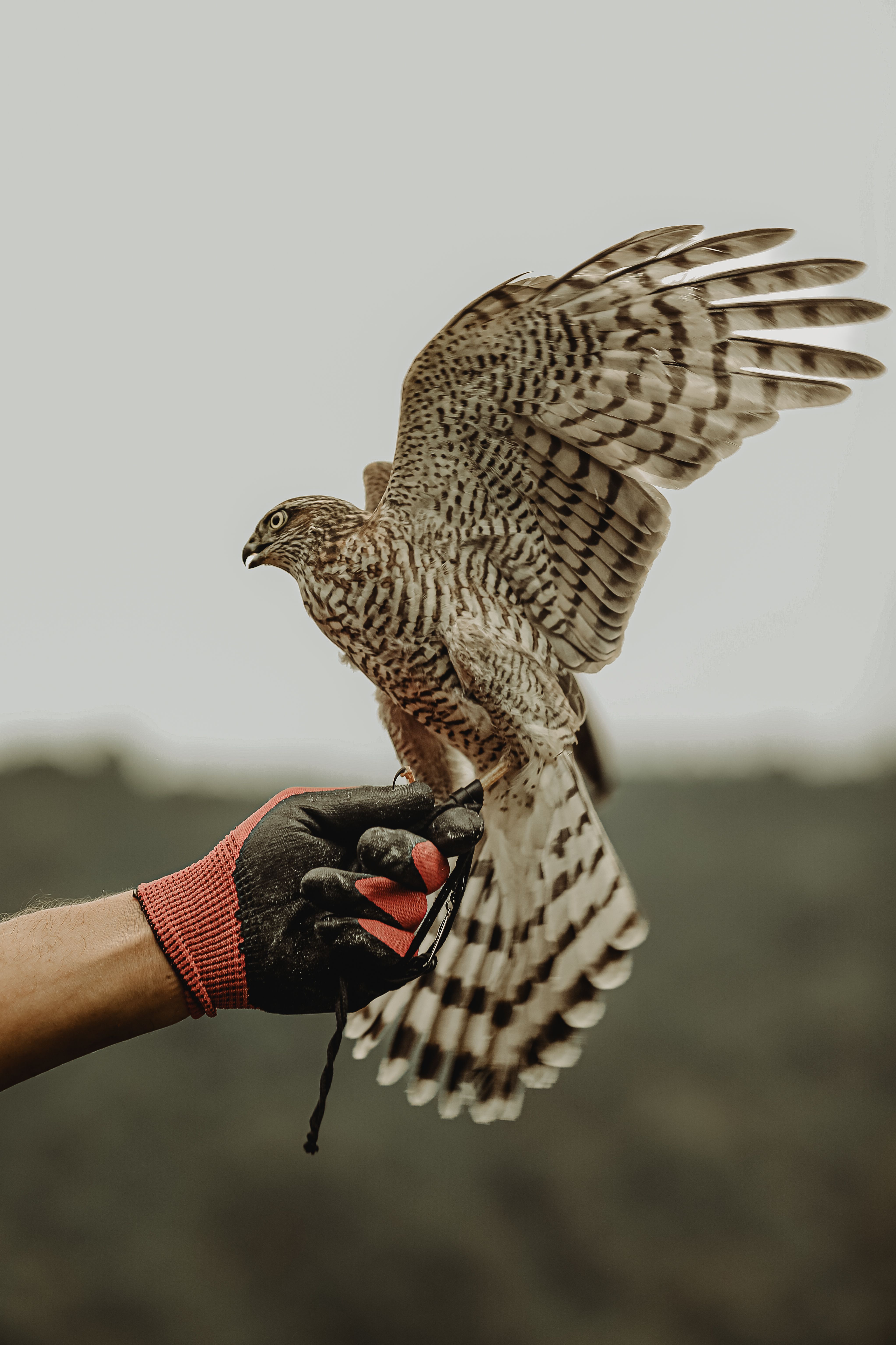 A skilled falconer releases a hawk, showcasing the bird's grace and power in flight.