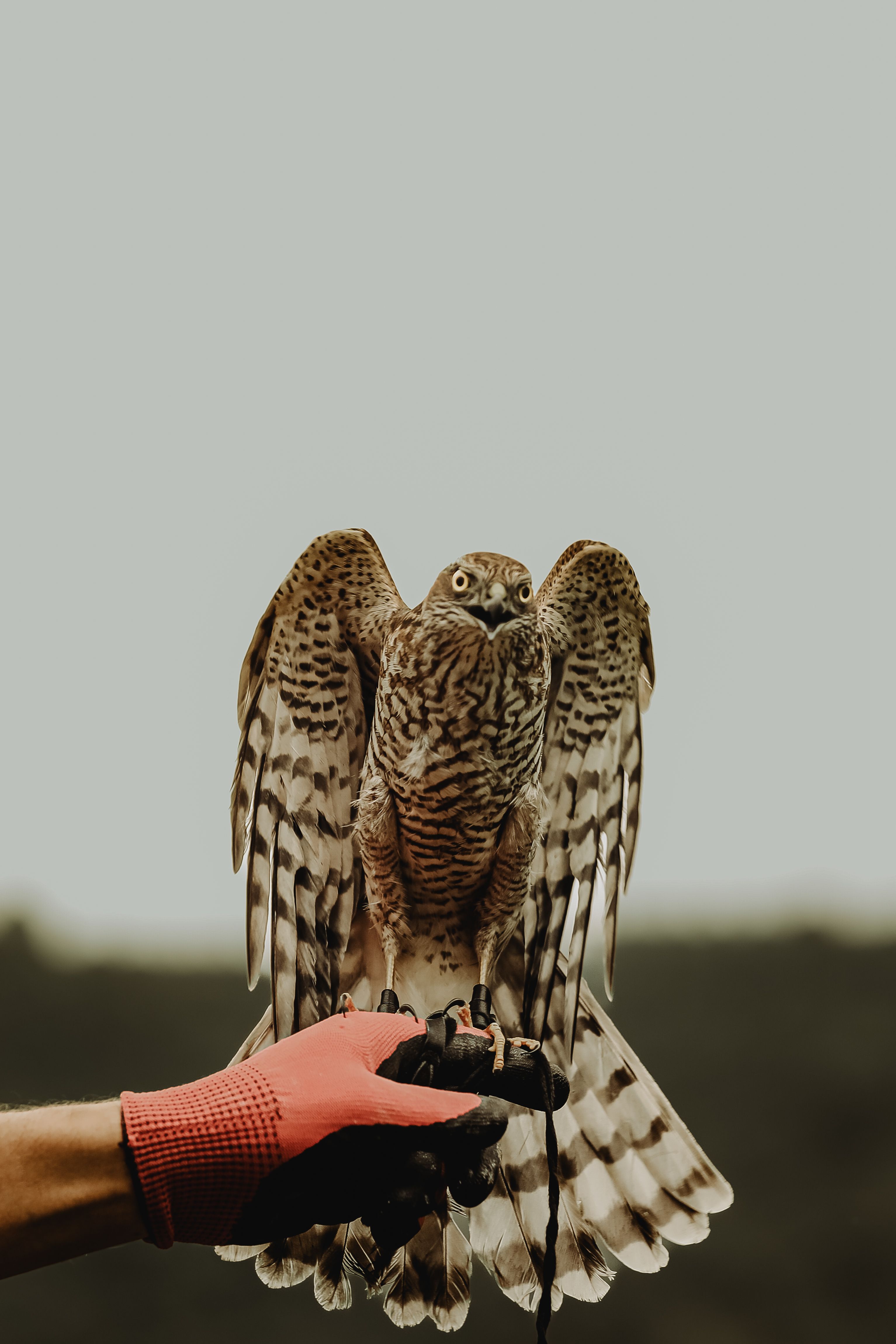 A detailed capture of a hawk with wings spread, perched on a gloved hand outdoors.