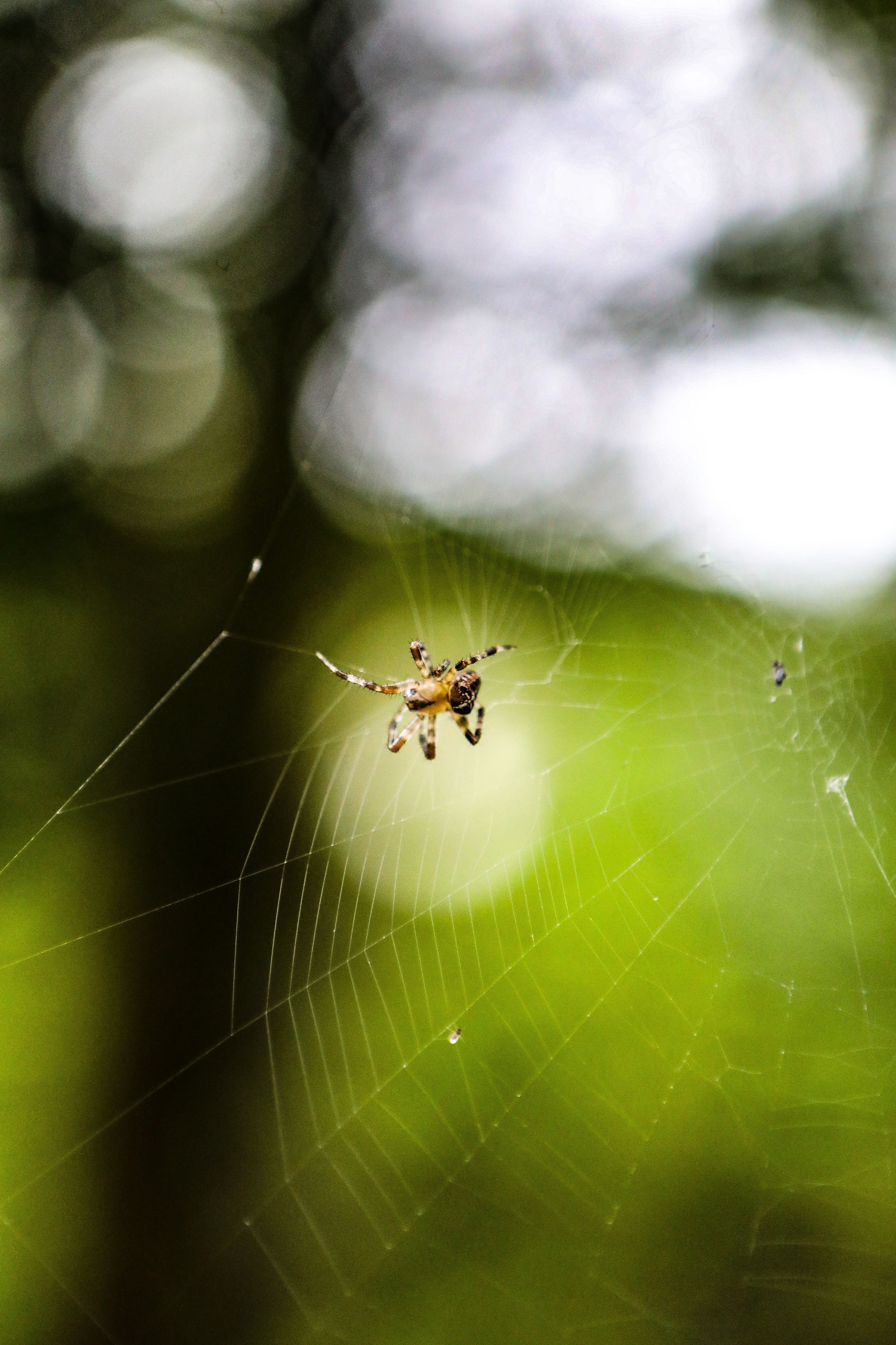 Detailed capture of a spider on its web with a forest bokeh background.