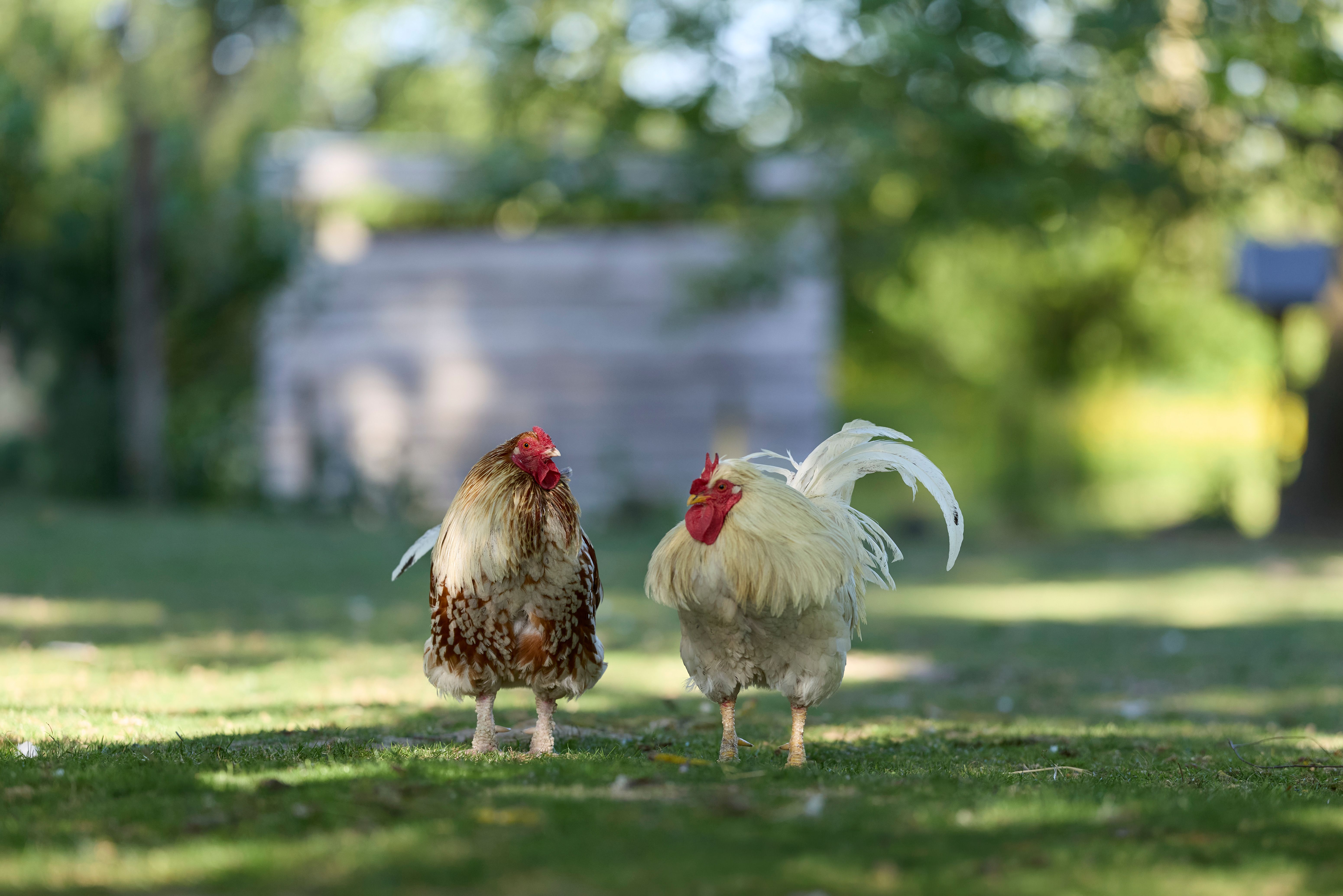 Two vibrant roosters on a sunny farm day, showcasing rural life and natural beauty.