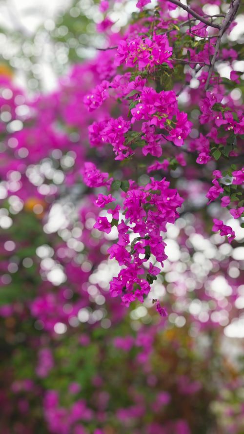 Free Beautiful pink bougainvillea flowers in vivid, out-of-focus greenery. Stock Photo