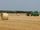 agricultural activity